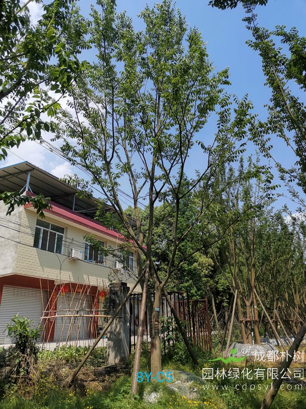 朴树批发报价，2020年最新朴树价格表