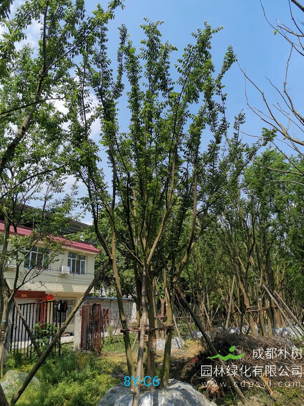 朴树批发报价，2020年最新朴树价格表