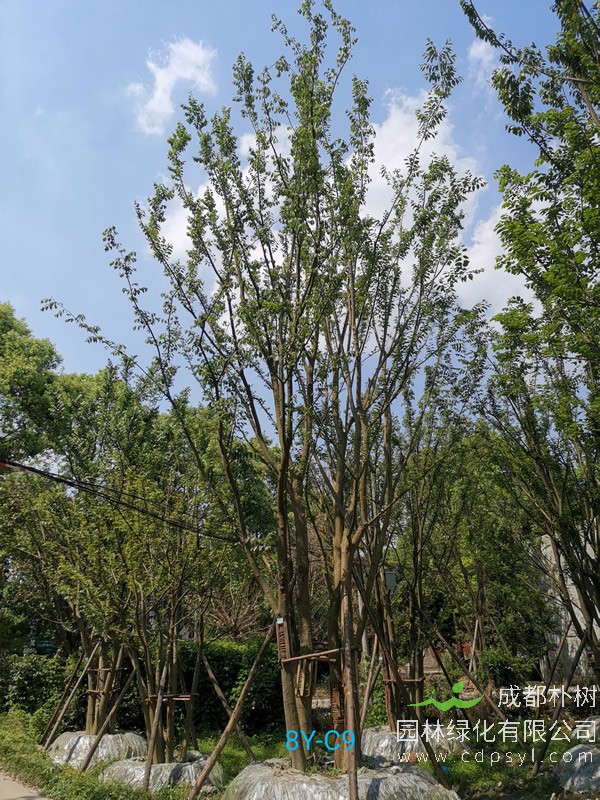 成都丛生朴树价格表，成都小丛生朴树多少钱？