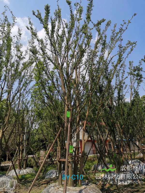 胸径63公分朴树多少钱，胸径63公分朴树产地在哪儿？