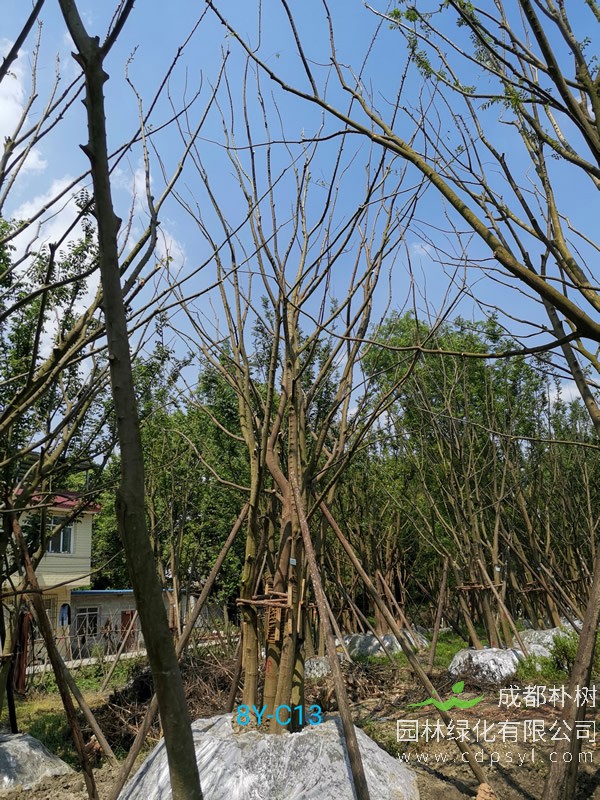 胸径60公分朴树多少钱，胸径60公分朴树产地在哪儿？