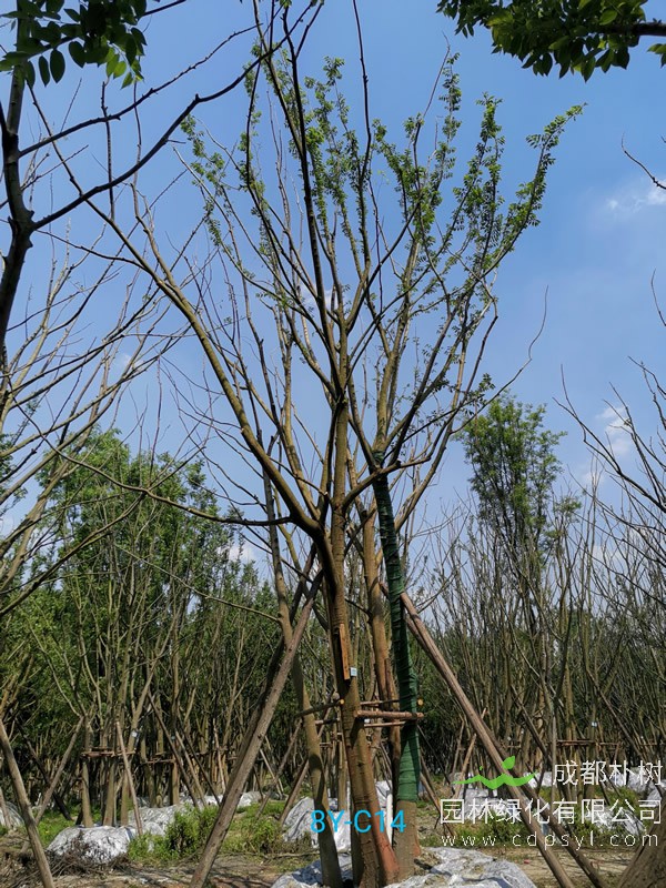 胸径59公分朴树多少钱，胸径59公分朴树产地在哪儿？