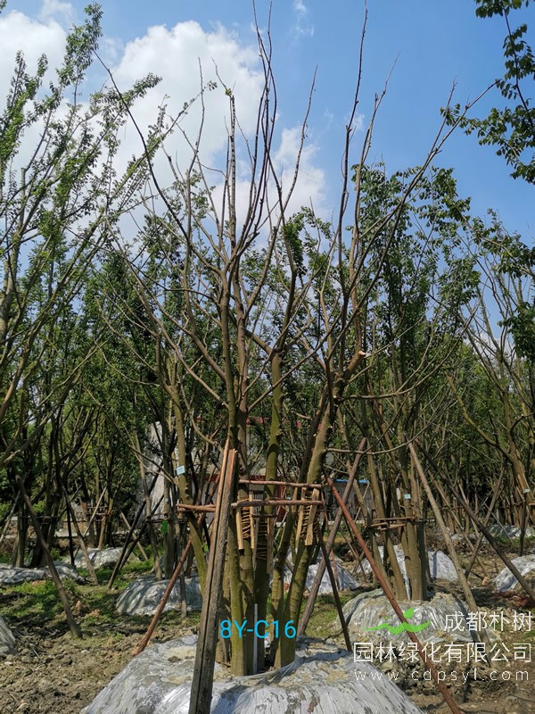 胸径57公分朴树多少钱，胸径57公分朴树产地在哪儿？