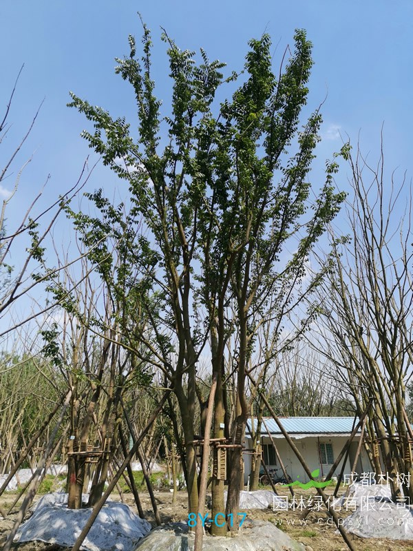 胸径56公分朴树多少钱，胸径56公分朴树产地在哪儿？