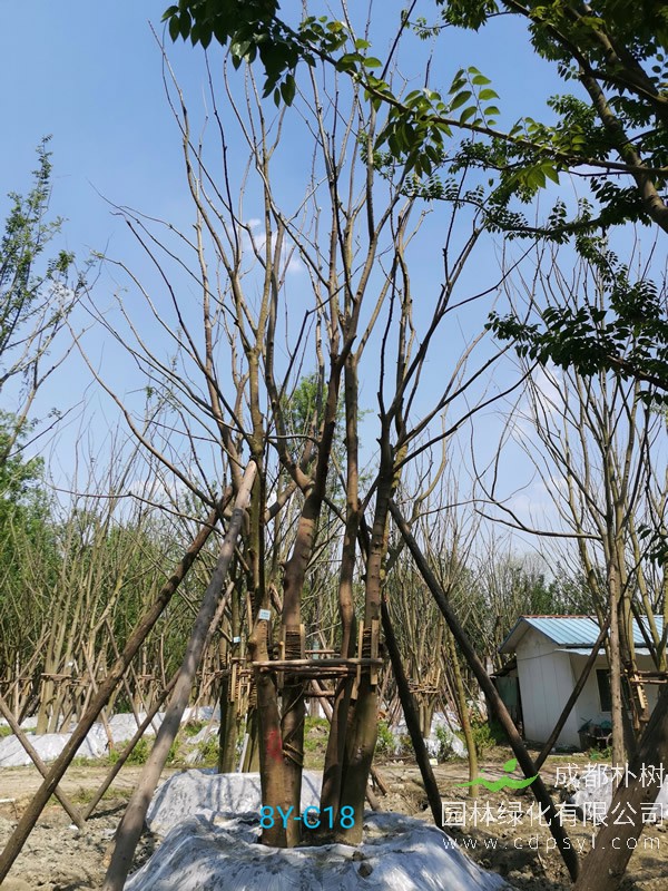 胸径39公分朴树多少钱，胸径39公分朴树产地在哪儿？