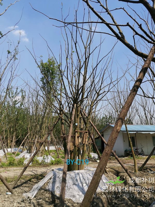 米径38公分朴树多少钱，米径38公分朴树产地在哪儿？