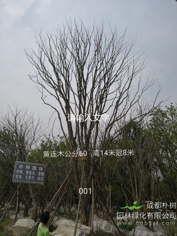 成都丛生黄连木最新价格是多少？