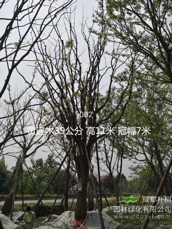 成都丛生黄连木最新价格是多少？