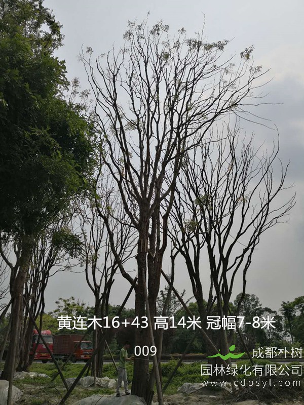 米径61公分黄连木价格,米径61公分黄连木哪儿有卖?