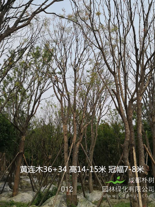 米径58公分黄连木价格，米径58公分黄连木哪儿有卖？