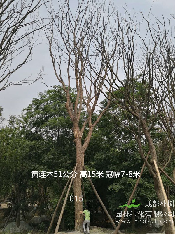 米径55公分黄连木价格，米径55公分黄连木哪儿有卖？