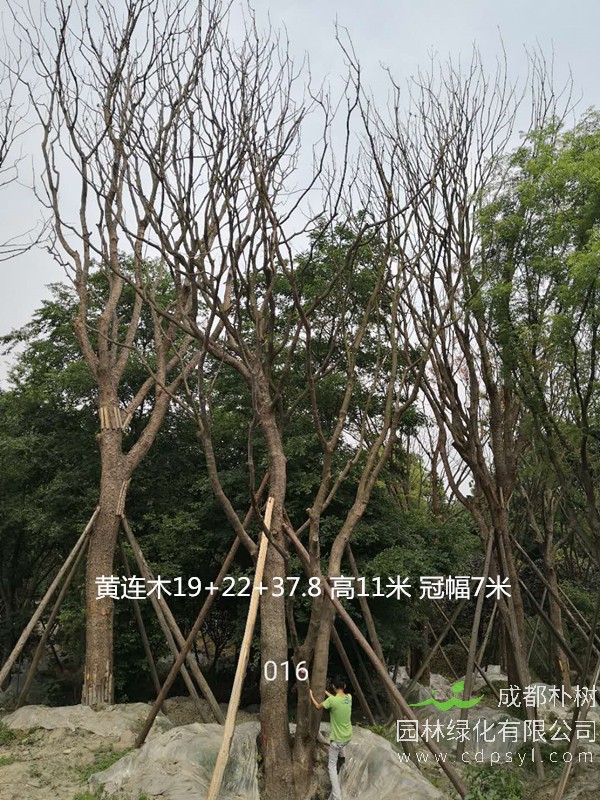 米径54公分黄连木价格，米径54公分黄连木哪儿有卖？