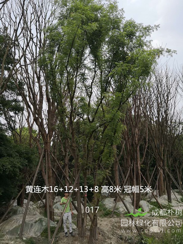 米径53公分黄连木价格,米径53公分黄连木哪儿有卖?