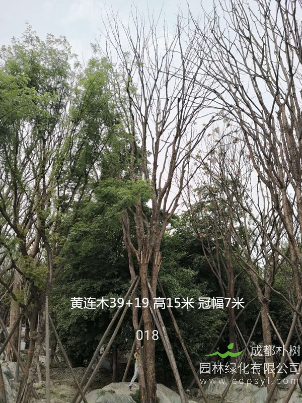 米径52公分黄连木价格，米径52公分黄连木哪儿有卖？