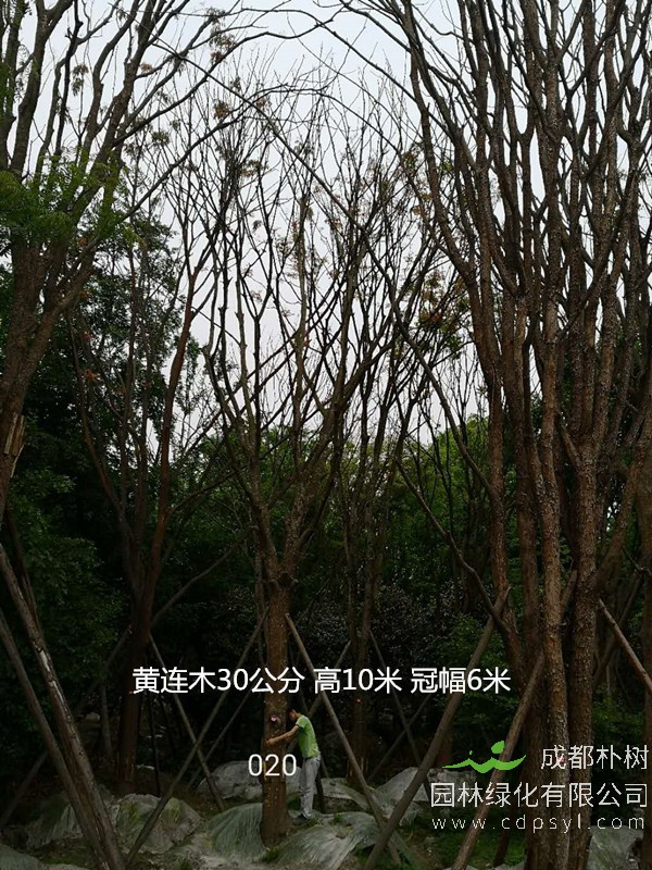 米径50公分黄连木价格，米径50公分黄连木哪儿有卖？