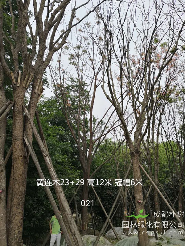 米径49公分黄连木价格，米径49公分黄连木哪儿有卖？