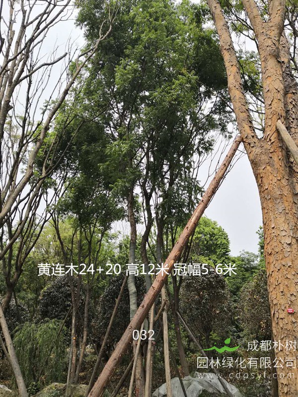 米径39公分黄连木价格，米径39公分黄连木哪儿有卖？