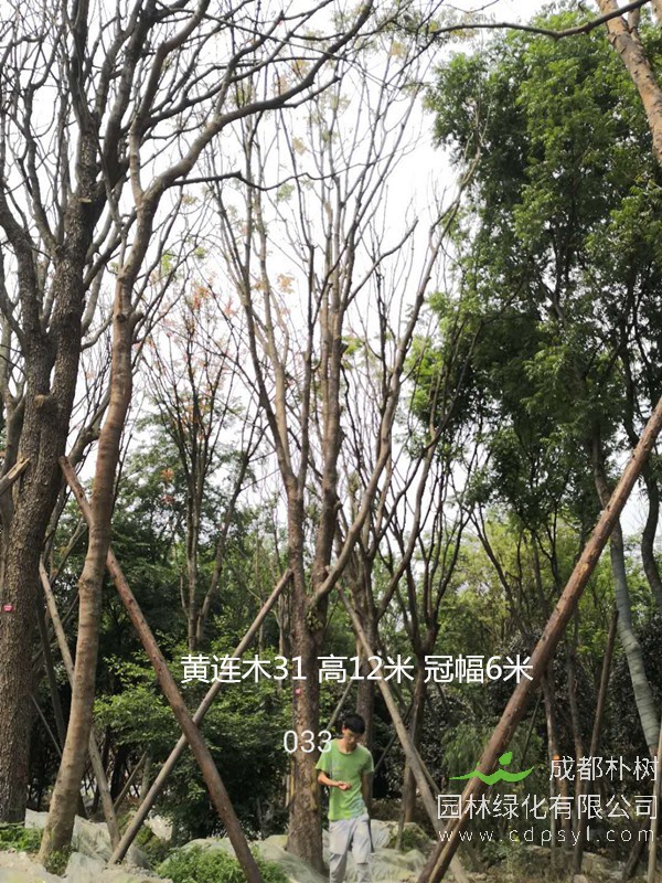 米径38公分黄连木价格，米径38公分黄连木哪儿有卖？