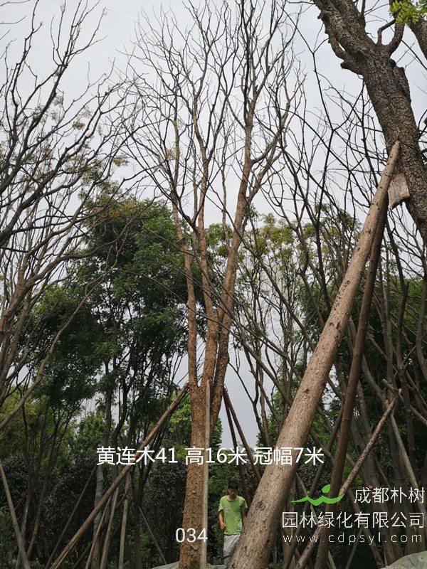 米径37公分黄连木价格，米径37公分黄连木哪儿有卖？