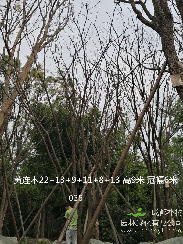 米径36公分黄连木价格，米径36公分黄连木哪儿有卖？