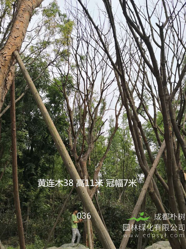 米径35公分黄连木价格，米径35公分黄连木哪儿有卖？