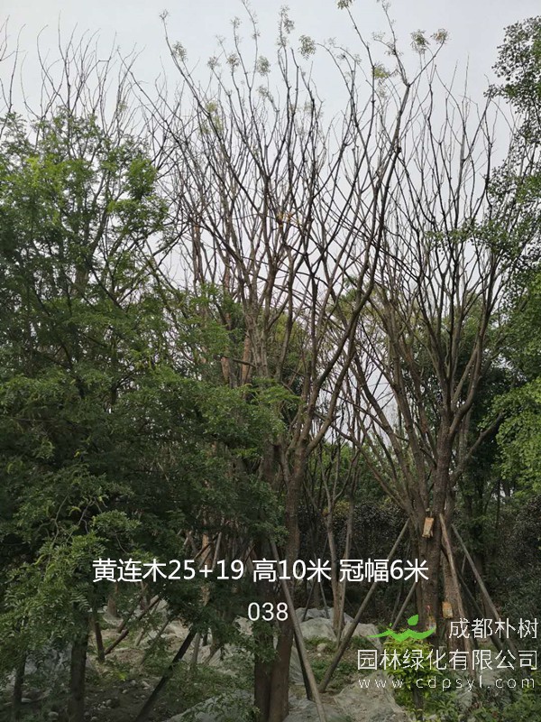 米径33公分黄连木价格，米径33公分黄连木哪儿有卖？