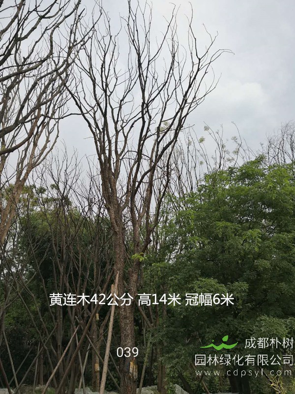 米径32公分黄连木价格，米径32公分黄连木哪儿有卖？