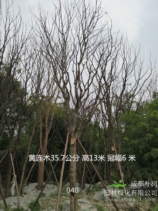 米径31公分黄连木价格，米径31公分黄连木哪儿有卖？