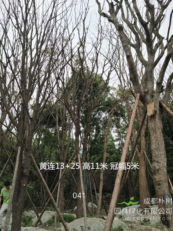 米径30公分黄连木价格，米径30公分黄连木哪儿有卖？