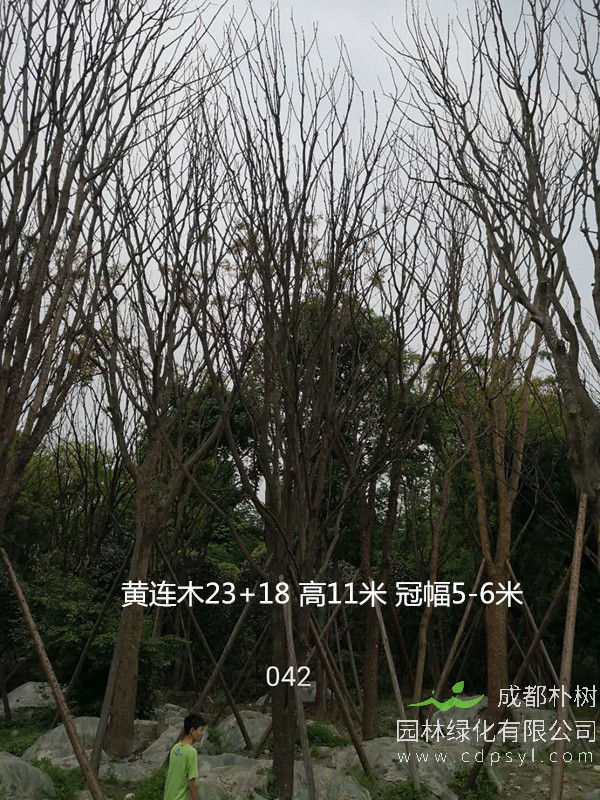 米径29公分黄连木价格，米径29公分黄连木哪儿有卖？