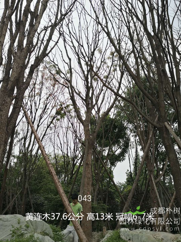 米径28公分黄连木价格，米径28公分黄连木哪儿有卖？