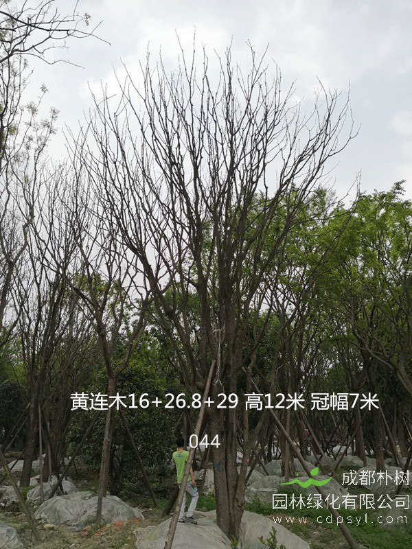 米径27公分黄连木价格，米径27公分黄连木哪儿有卖？