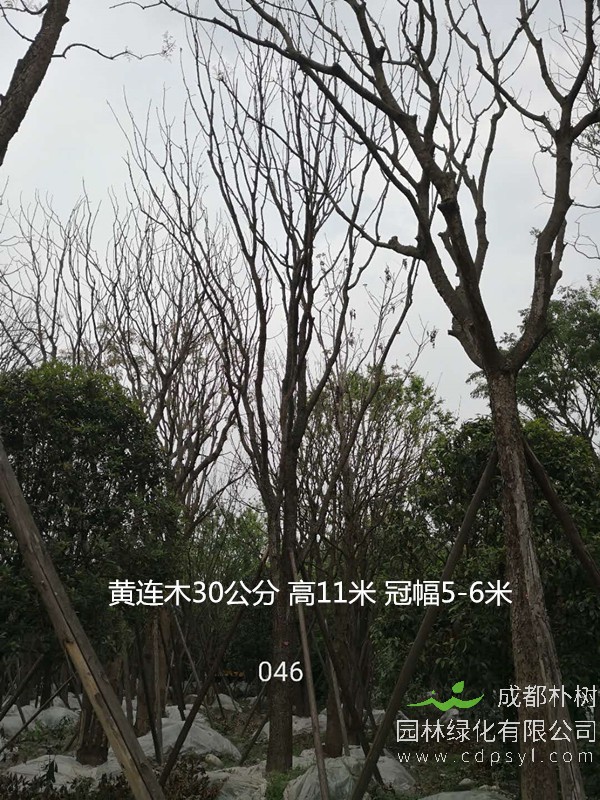 米径26公分黄连木价格，米径26公分黄连木哪儿有卖？