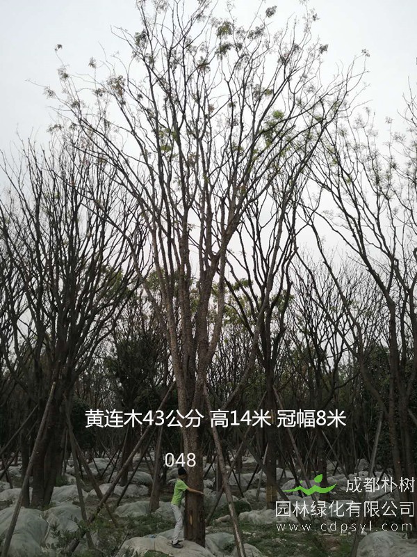 米径24公分黄连木价格，米径24公分黄连木哪儿有卖？