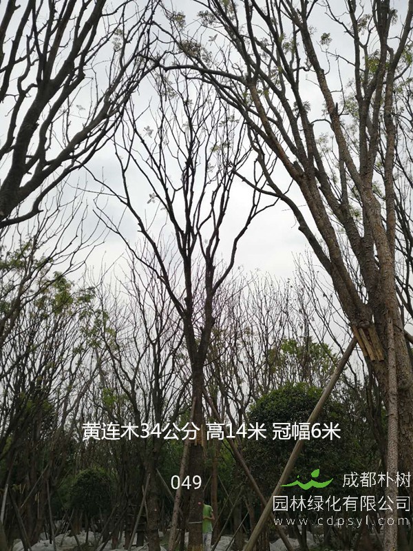 米径23公分黄连木价格，米径23公分黄连木哪儿有卖？