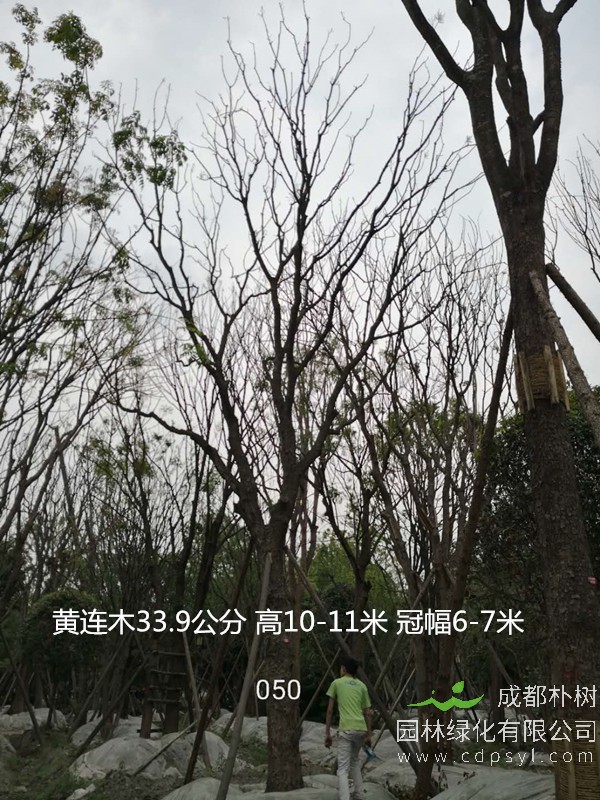 米径22公分黄连木价格，米径22公分黄连木哪儿有卖？