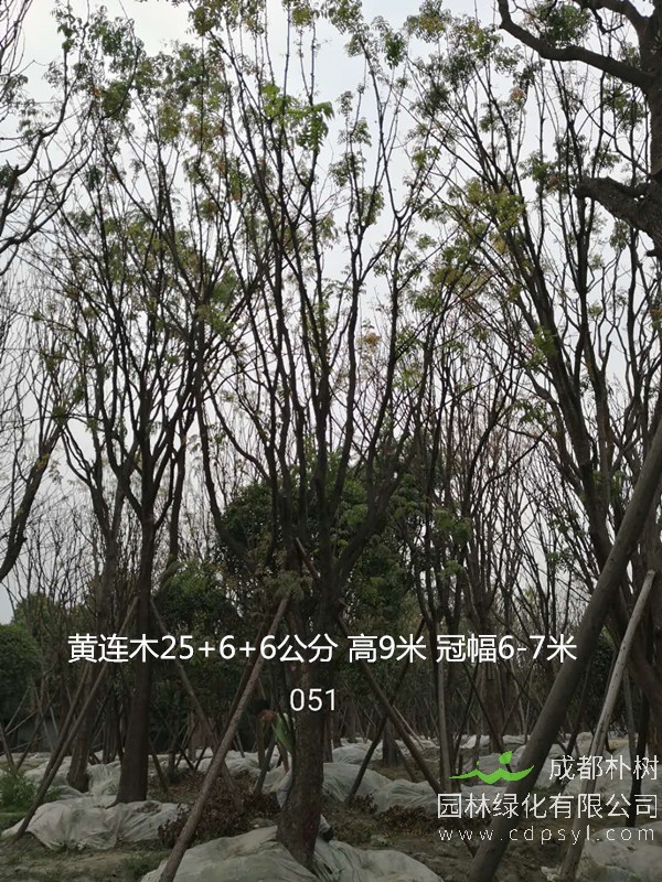 米径21公分黄连木价格，米径21公分黄连木哪儿有卖？