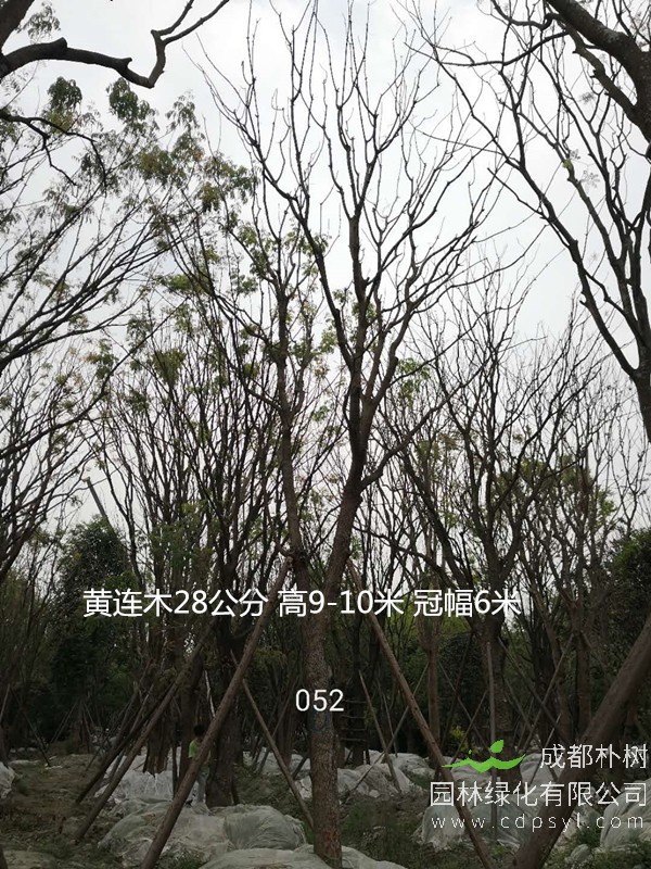 米径20公分黄连木价格，米径20公分黄连木哪儿有卖？