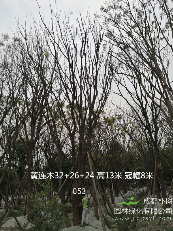 米径19公分黄连木价格，米径19公分黄连木哪儿有卖？