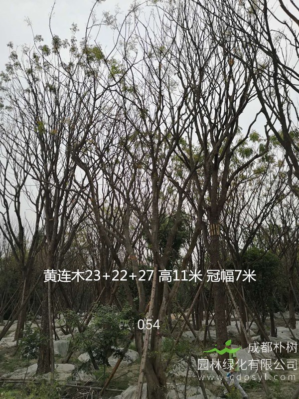 米径18公分黄连木价格，米径18公分黄连木哪儿有卖？