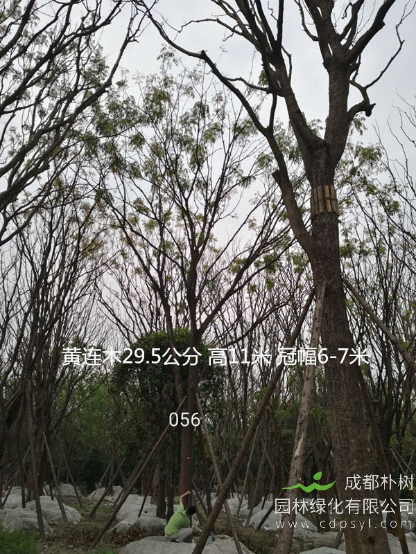 米径17公分黄连木价格，米径17公分黄连木哪儿有卖？