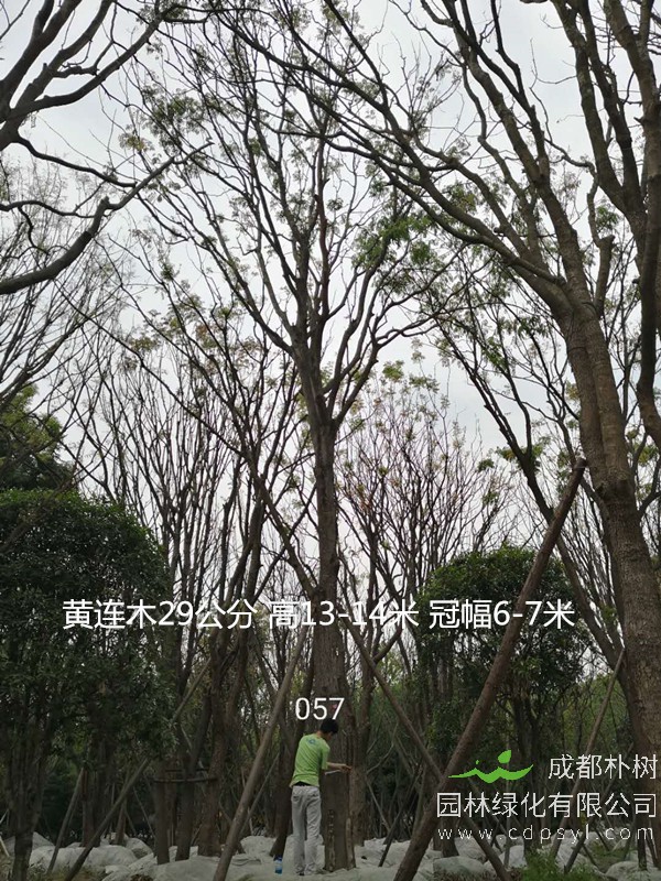 米径16公分黄连木价格，米径16公分黄连木哪儿有卖？