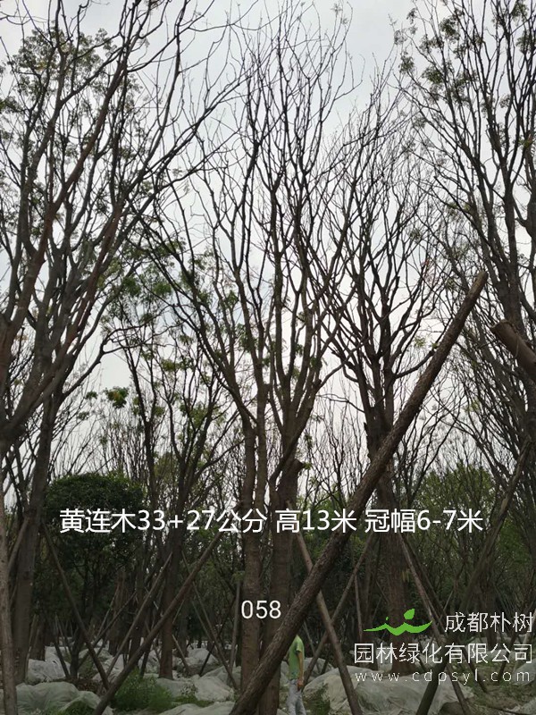 米径15公分黄连木价格，米径15公分黄连木哪儿有卖？