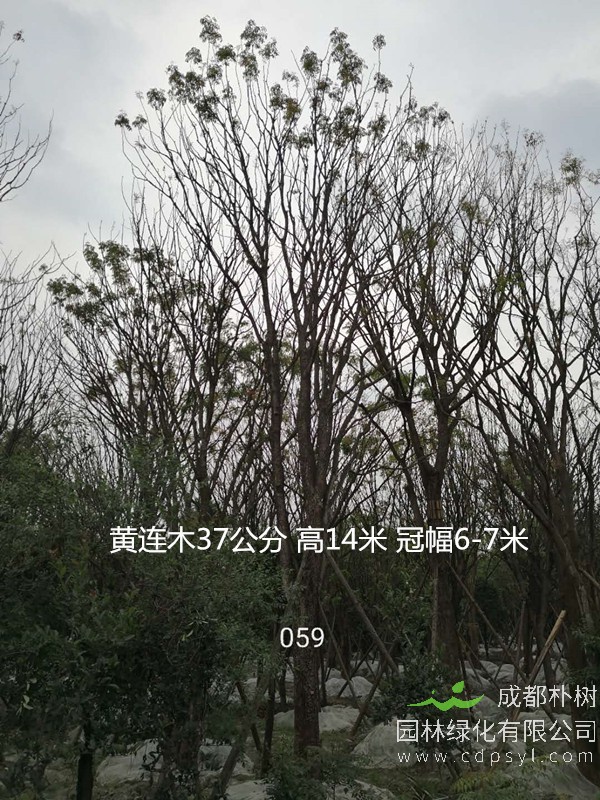 米径14公分黄连木价格，米径14公分黄连木哪儿有卖？