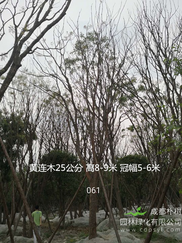 米径13公分黄连木价格，米径13公分黄连木哪儿有卖？