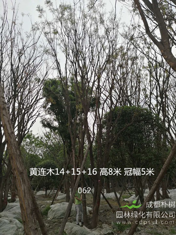 米径12公分黄连木价格，米径12公分黄连木哪儿有卖？