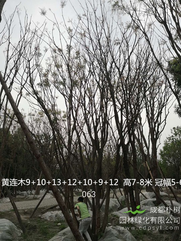 米径11公分黄连木价格，米径11公分黄连木哪儿有卖？