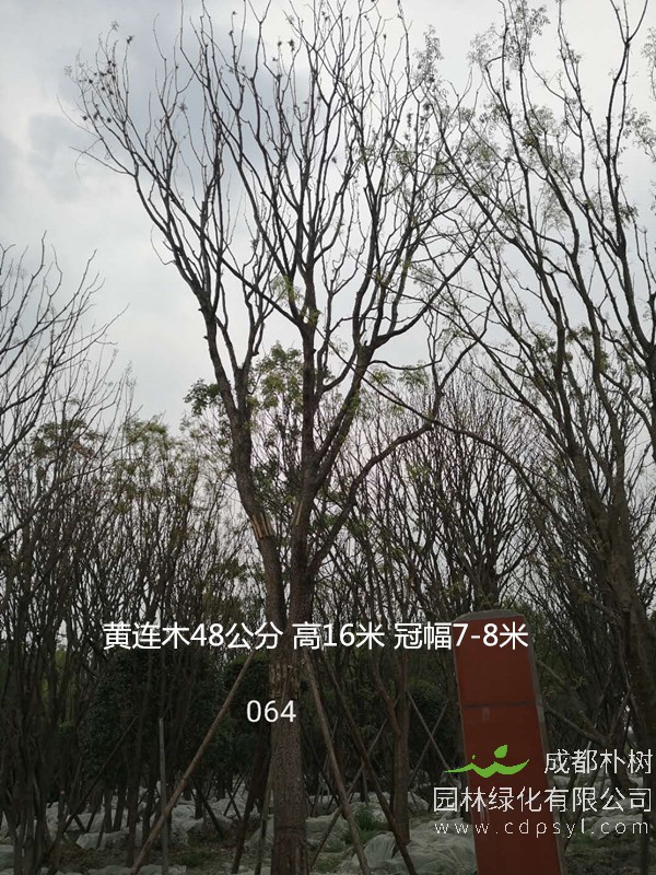 米径10公分黄连木价格，米径10公分黄连木哪儿有卖？