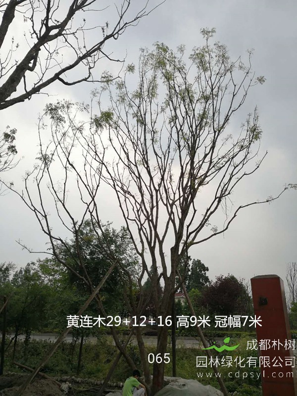 黄连木苗木价格 2000元，20公分黄连木价格/报价