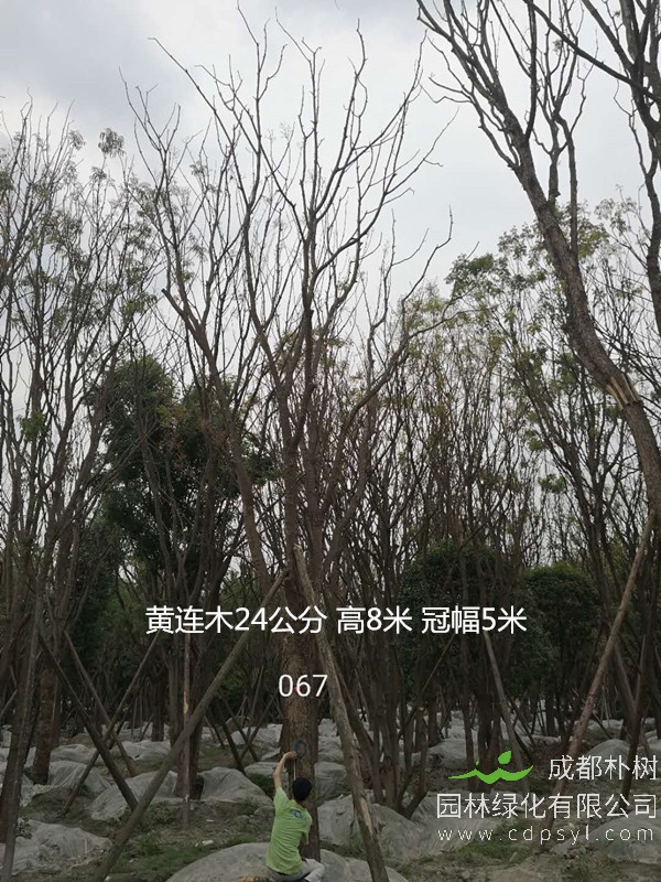 黄连木价格表，胸径20-25厘米黄连木价格查询